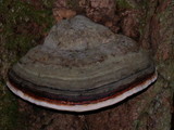 Fomitopsis mounceae image