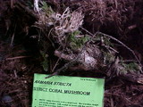 Ramaria stricta image
