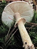 Amanita morrisii image