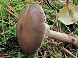 Amanita morrisii image