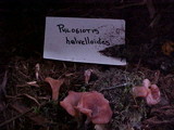 Guepinia helvelloides image