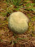 Russula parvovirescens image