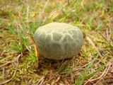 Russula parvovirescens image