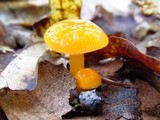 Hygrocybe psittacina var. perplexa image