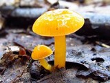 Hygrocybe psittacina var. perplexa image