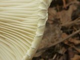 Pleurotus dryinus image