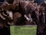 Gomphus clavatus image