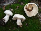 Clitocybe robusta image