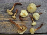 Pholiota alnicola image