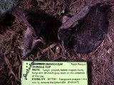 Sarcodon imbricatus image