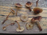 Mycena atkinsoniana image