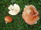 Russula xerampelina image