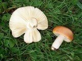 Russula xerampelina image