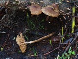 Naucoria salicis image