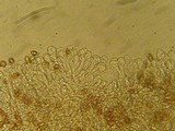 Naucoria salicis image
