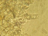 Naucoria salicis image