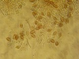 Naucoria salicis image