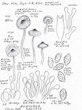 Naucoria salicis image