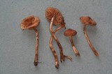 Naucoria salicis image