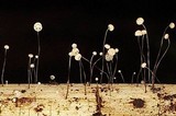 Marasmius limosus image
