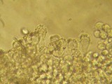Marasmius limosus image