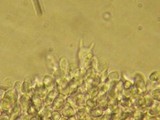 Marasmius limosus image