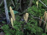 Clavariadelphus sachalinensis image