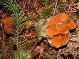 Coltricia perennis image