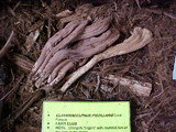 Clavariadelphus occidentalis image