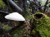 Pleurotus dryinus image