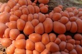 Lycogala epidendrum image