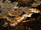 Abortiporus biennis image