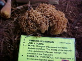 Ramaria gelatinosa image