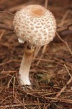 Chlorophyllum rachodes image