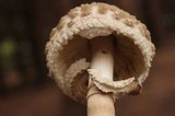 Chlorophyllum rachodes image
