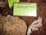 Ramaria strasseri image