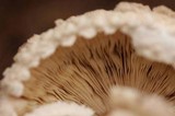Chlorophyllum rachodes image