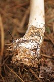 Chlorophyllum rachodes image