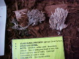 Clavulina coralloides image