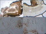 Parmelia saxatilis image