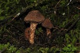 Inocybe hystrix image