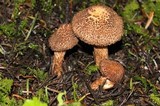Inocybe hystrix image