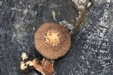 Inocybe hystrix image