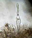Inocybe hystrix image