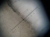 Inocybe hystrix image