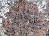 Nephroma laevigatum image