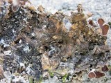 Nephroma laevigatum image