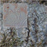 Lecanora albella image