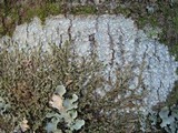 Lecanora albella image