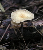 Gymnopus dichrous image